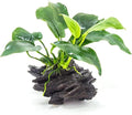 Live Anubias Barteri (Nana) Rooted on Driftwood - Absorb Impurities & Toxicness for Water - All Natural & Organic Aquatic Plant - Long Lasting & Easy to Care - Medium