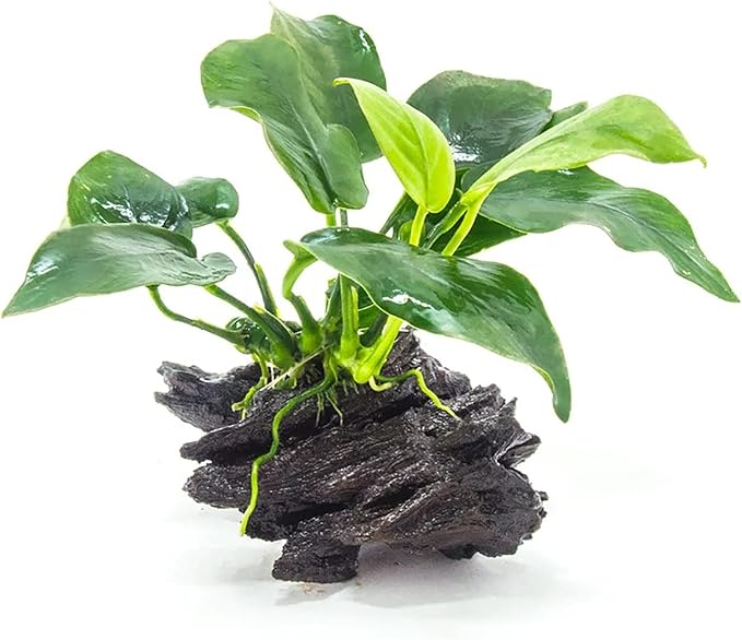 Live Anubias Barteri (Nana) Rooted on Driftwood - Absorb Impurities & Toxicness for Water - All Natural & Organic Aquatic Plant - Long Lasting & Easy to Care - Medium