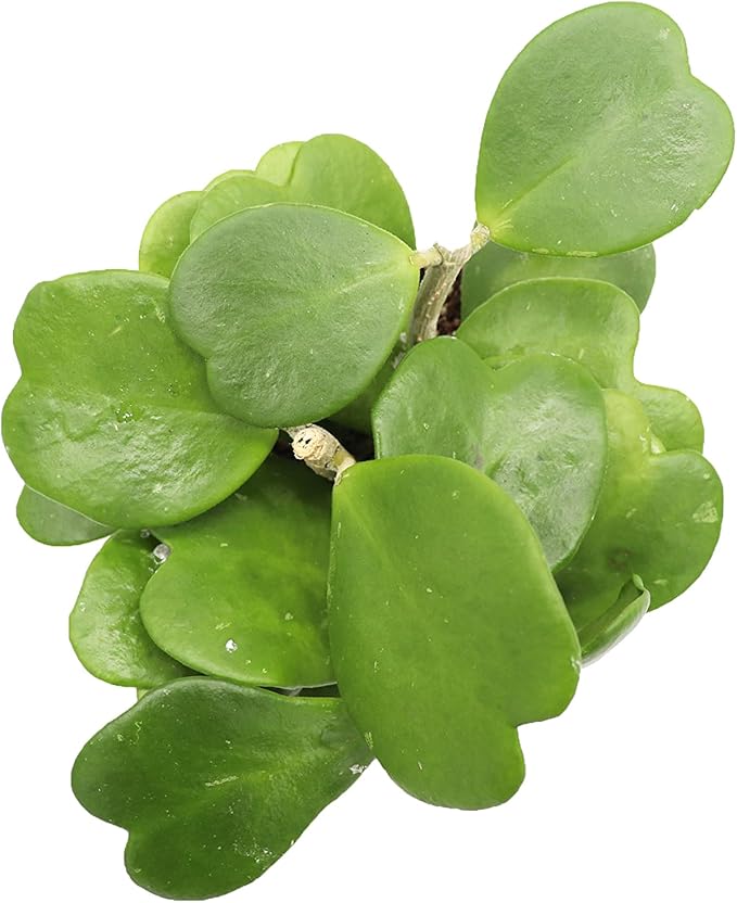 Hoya Kerrii (Non-Variegated) - 6'' from California Tropicals