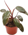 Philodendron Burgundy Princess - 4'' from California Tropicals