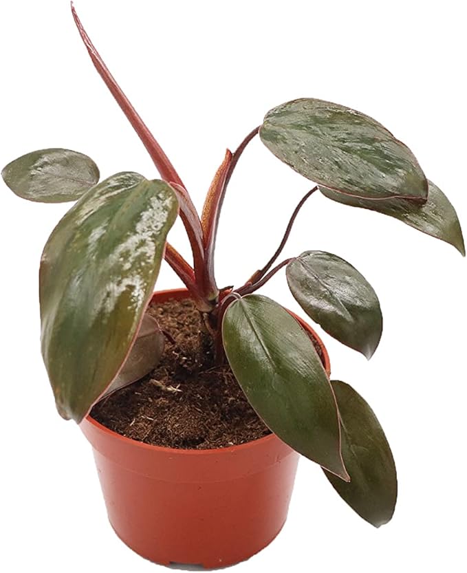 Philodendron Burgundy Princess - 4'' from California Tropicals