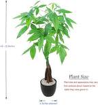 Athena's Garden Money Tree Plant Indoor Live Plant Pachira Money Tree with Ceramic Planter 18 Inches Tall, Black Pot - White Rocks, Medium
