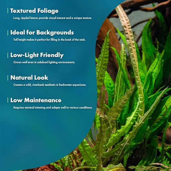 SubstrateSource Cryptocoryne Live Aquarium Plants - Freshwater Plant for Aquariums, Planted Fish Tanks - Beginner Friendly (Balansae, 5 Pots (20-25 Plants))
