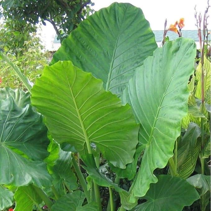 2 Green Giant Taro Alocasia Plants Live Houseplant for Indoor Outdoor Growing, 4 to 8 Inches Tall, Rare and Hardy