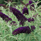 Black-Purple Butterfly Bush Live Shrub Plant Shrub, Buddleia Bush Well Rooted, 5 to 10 Inc Tall