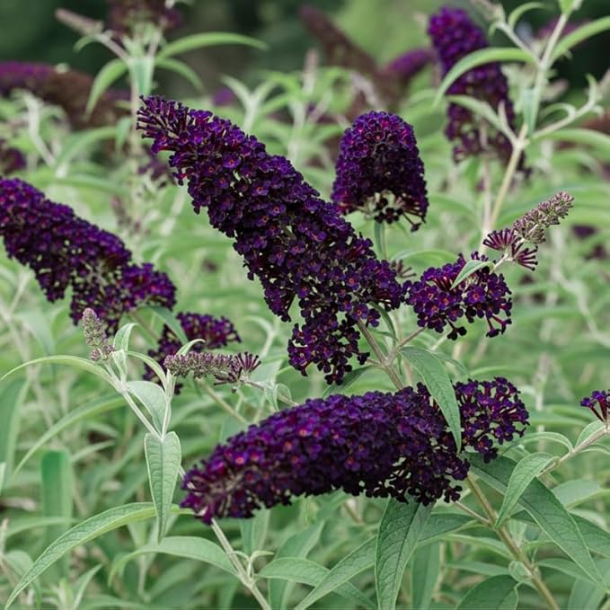 Black-Purple Butterfly Bush Live Shrub Plant Shrub, Buddleia Bush Well Rooted, 5 to 10 Inc Tall