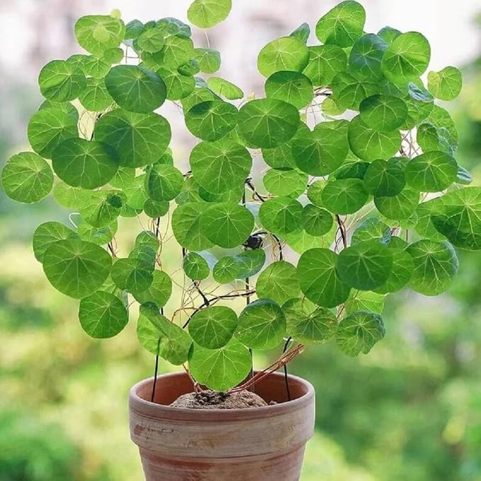 2"-2.5" Hardy Stephania Cephalantha Plant Small Caudex Wide, Rare Succulent Already Sprouts with No Hair Roots, for Planting,Home Decor, Houseplant Decor