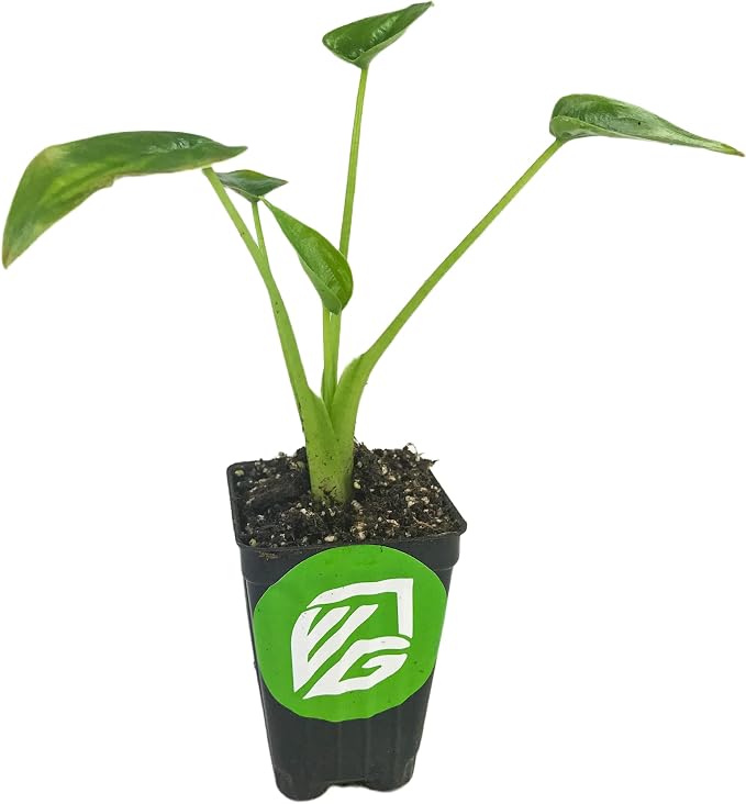 Tiny Dancers Elephant Ear Live Plant - Alocasia - Wellspring Gardens Starter Plant - Rare Alocasia Bulbs- Exotic Tropical Plant - Great for Indoor Houseplants, Outdoor Landscaping & Garden Planting