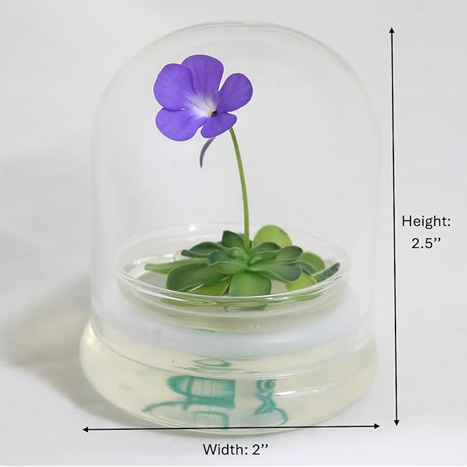 Live Pinguicula cyclosecta (Violet-Rosette Mexican Butterwort) in Glass Dome – Zero-Care Carnivorous Plant Terrarium, Succulent-Like Carnivore Plant.