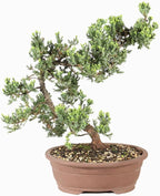 Brussel's Bonsai Live Green Mound Juniper Bonsai Tree - Large, 7 Year, 12 to 16 Inches - Outdoor Bonsai Tree Live with Bonsai Pot