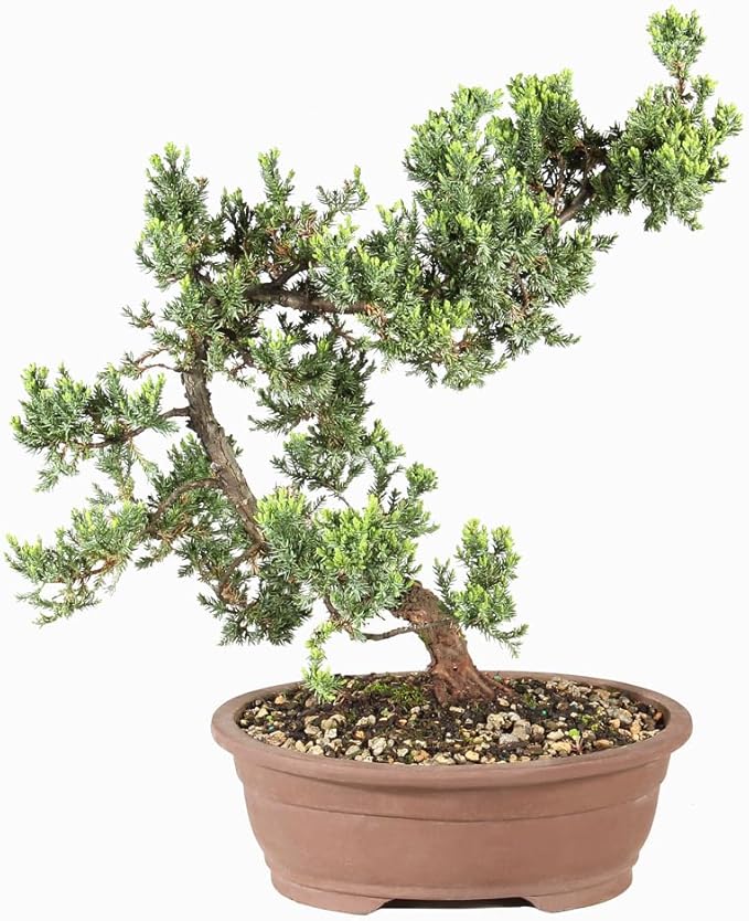 Brussel's Bonsai Live Green Mound Juniper Bonsai Tree - Large, 7 Year, 12 to 16 Inches - Outdoor Bonsai Tree Live with Bonsai Pot
