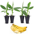 Banana Tree Dwarf Cavendish (4 Pack) Live Banana Plant for Sale | Easy to Grow Plants | Edible Fruit Plant. | Grow Your own Food on Your Edible Organic Garden|Live for Planting|