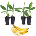 Banana Tree Dwarf Cavendish (4 Pack) Live Banana Plant for Sale | Easy to Grow Plants | Edible Fruit Plant. | Grow Your own Food on Your Edible Organic Garden|Live for Planting|
