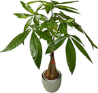 Money Tree Live Plant | 14-22 Inches Tall Bonsai | Easy to Grow Indoor Houseplant | Home, Office, or Room Decor | Birthday, Housewarming Gift (Sage)