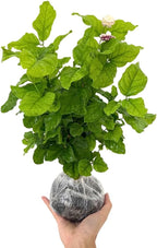 Gardenia Jasmine Plants Live, Set 3 of Frostproof Cape Jasmine Live Plants, 5 Inches to 7 Inches Long, Plant for Indoors Or Outdoor Gardening