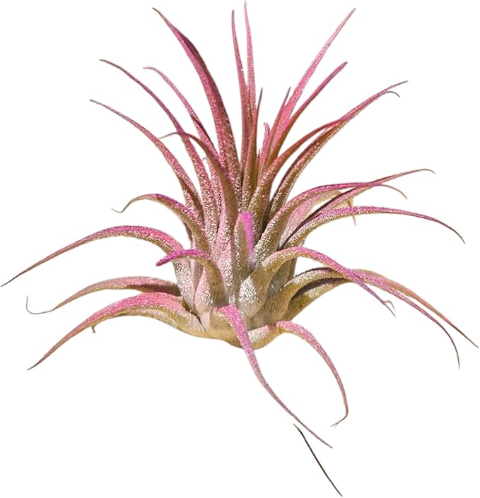 Rainforest Grown 3 Pack Ionantha Air Plants Assorted Sizes Cotton Candy Enhanced Coloring - Live Tillandsia - 1 to 3 inches Succulents 30 Day Guarantee