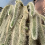 Monkey Tail Cactus Live Plants for Planting, Live Monkey Tail Cactus Houseplant Succulents 6-8" for Indoor Outdoor Planting