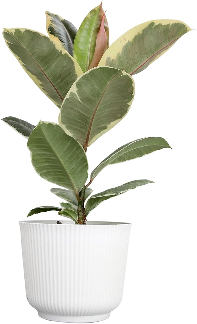 Ficus Tineke, Rubber Tree Plant, Live Ficus Tree House Plant Decor in 6" White Pot, Easy Plant Gift, Variegated Rubber Plant, Live Plant Gift, Office Plants & Decorative Plants by Plants for Pets