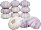 Nautical Crush Trading Sea Urchins Shells for Air Plants - 12 Purple (1.5-2.5") Sea Urchin Shells - Hanging Air Plant Holder - Air Plants Live Holders - Air Plant Pot - No Plants Included