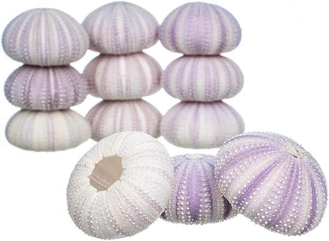 Nautical Crush Trading Sea Urchins Shells for Air Plants - 12 Purple (1.5-2.5") Sea Urchin Shells - Hanging Air Plant Holder - Air Plants Live Holders - Air Plant Pot - No Plants Included