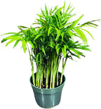 Live Parlor Palm in a 3 inch Nursery Pot - Golden Cane Palm Tree - Air Purifier Plant for Home Decor - Office Gift Indoor Plant