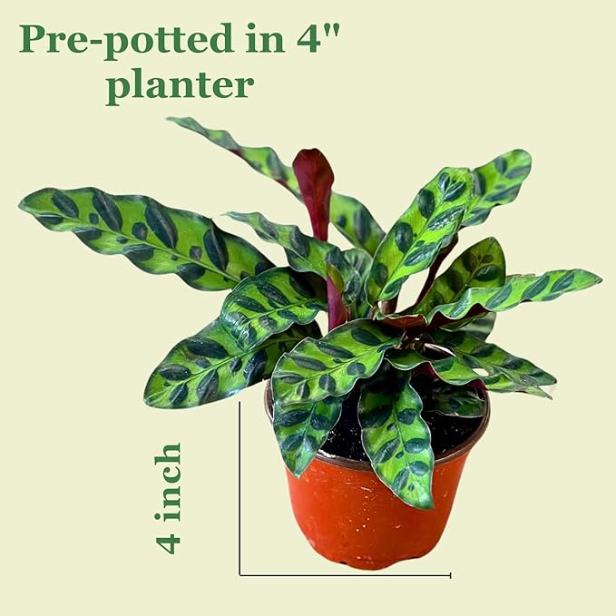 Rattlesnake Calathea Plant in 4" Pot - Live Rattlesnake Plant - Pet Safe Air Purifying Indoor Outdoor House Plants Flowers for Home Office Wedding Decor & Birthday Gift (Large)(Heat Pack Included)