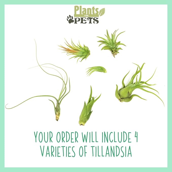 Air Plant Low Light House Plants Box (8PK) Tillandsia Air Plants Live Houseplants Live Indoor Plants Live Succulents Plants Live Terrarium Plants Live, Air Plant Holder Airplant Kit by Plants for Pets