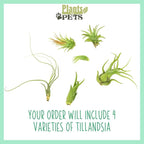 Air Plant Low Light House Plants Box (8PK) Tillandsia Air Plants Live Houseplants Live Indoor Plants Live Succulents Plants Live Terrarium Plants Live, Air Plant Holder Airplant Kit by Plants for Pets