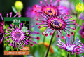 100 pcs Rare Daisy Flowers Seeds for Planting - Purple Daisy Seeds Non-GMO Perennial Garden Plants Seeds Outdoor Daisy Flower Home Garden
