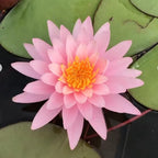 (Nymphaea Ellisiana) Hardy Water Lily Tuber Live Water Plants for Pond Balcony Porch Decorations by Greenpro