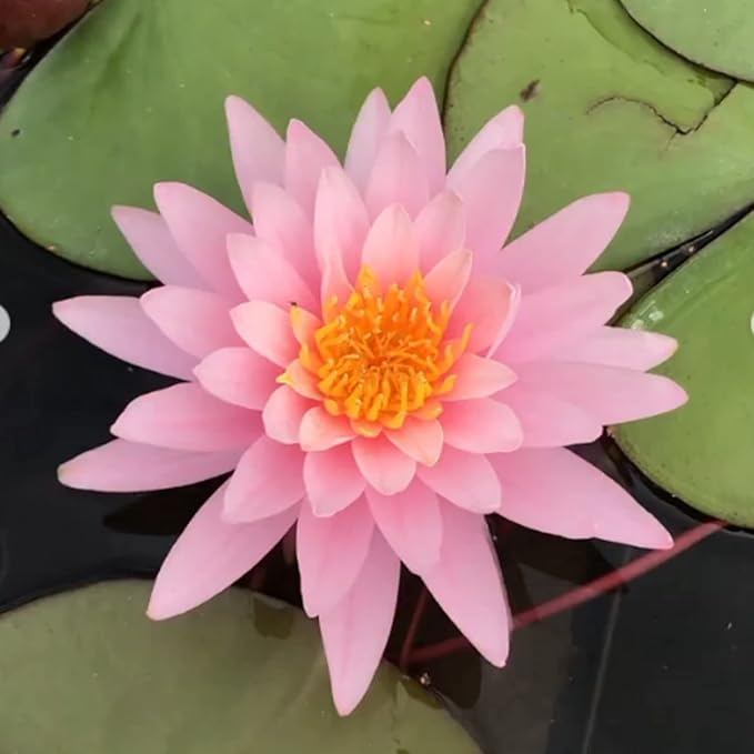 (Nymphaea Ellisiana) Hardy Water Lily Tuber Live Water Plants for Pond Balcony Porch Decorations by Greenpro