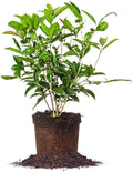 PERFECT PLANTS Tea Olive 1 gallon