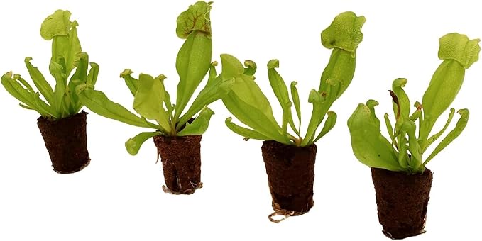 ragnaroc Sarracenia Purpurea SSP. Venosa 2-4" (Purple Pitcher Plant) & Dionaea Muscipula 2-4" (Venus Fly Trap) 4ct – Live Plant for Indoor Outdoor Use, Carnivorous Plants – Live Arrival Guaranteed