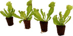 ragnaroc Sarracenia Purpurea SSP. Venosa 2-4" (Purple Pitcher Plant) & Dionaea Muscipula 2-4" (Venus Fly Trap) 4ct – Live Plant for Indoor Outdoor Use, Carnivorous Plants – Live Arrival Guaranteed