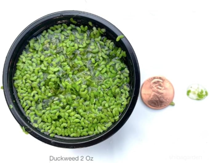 Shiba Garden-Duckweed(Lemna Minor,duckweeds, Water Lentils, or Water Lenses,Aquarium Live Floating.) (4, 2"x2")