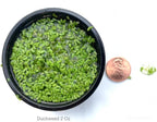 Duckweed(Lemna Minor,duckweeds, Water Lentils, or Water Lenses,Aquarium Live Floating.) (1, 2"x2")