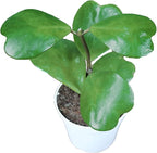 Hoya Plant, Live Indoor Plant 4 inch Grower's Pot (Kerrii Long stem)