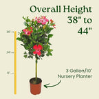 Hibiscus Tree Live - Pink Flowers - Overall Height 38" to 44", 3 Gallon Pot - Tropical Plants of Florida