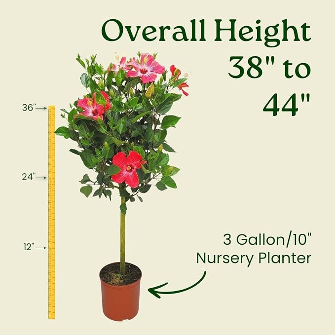 Hibiscus Tree Live - Pink Flowers - Overall Height 38" to 44", 3 Gallon Pot - Tropical Plants of Florida