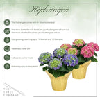 Live Flowering Hydrangea - Shades of Pink, 3+ Beautiful Blooms, 1.5 Qt Pot with Deco Cover, 12" Tall by 8" Wide
