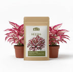 100+ Hosta Seeds for Planting Outdoors, Rare Perennial Flower Seeds, Shade Loving Hosta Plants for Garden Beds, Containers, Patios (White and Red)