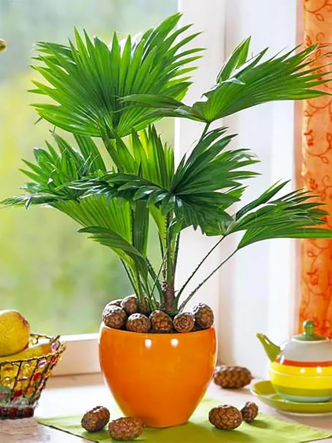 Seeds Chinese Fan Palm Livistona - Growing Indoor - Perennial Tree for Planting