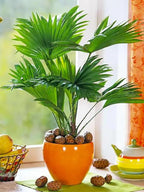 Seeds Chinese Fan Palm Livistona - Growing Indoor - Perennial Tree for Planting