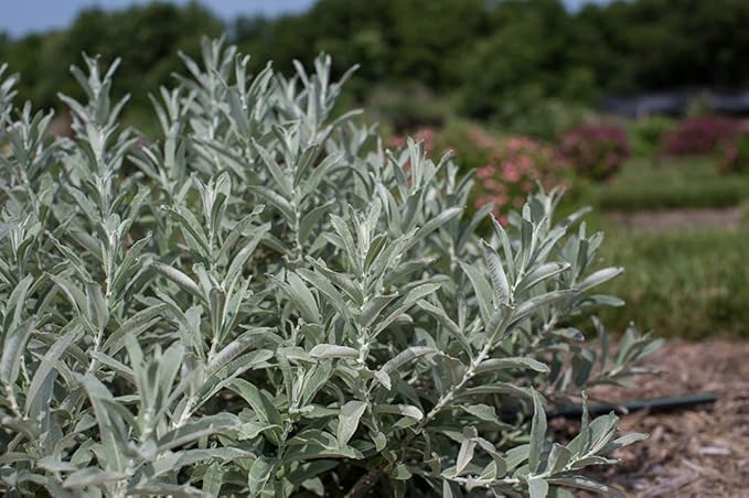 Live plant from Green Promise Farms Salix Candida Iceberg Alley (Sageleaf Willow) Shrub, 2-Size Container, Silvery Foliage