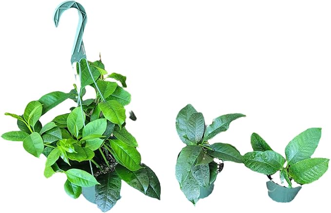 Hoya Shooting Star - Hoya Multiflora - Hoya Plants Live Houseplants - Stunning Shooting Star-Shaped Blooms - Air Purifying Tropical Vine - CA Seller (1 Small Plant in 3.5" Pot)