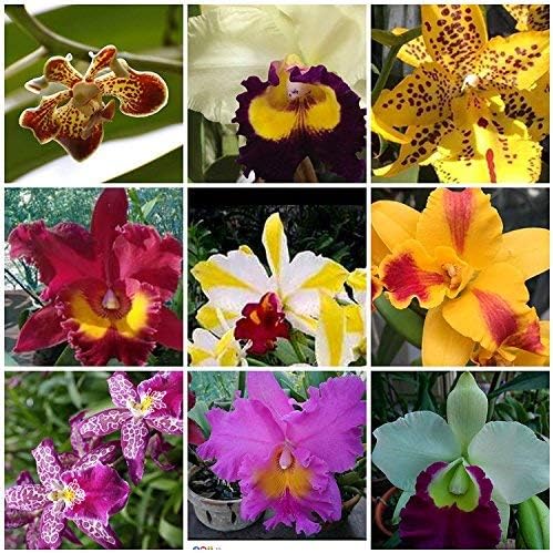 4 Live Orchid Plants to Choose (Cattleyas)
