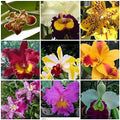 4 Live Orchid Plants to Choose (Cattleyas)