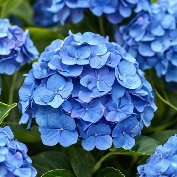2 Blue Hydrangea Live Plants for Planting | 12-24" Rooted Cuttings | Cold-Hardy Macrophylla Flowering Shrub | Dormant Plant