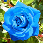 50+ Climbing Rose Seeds Flowers Vine Garden Planting