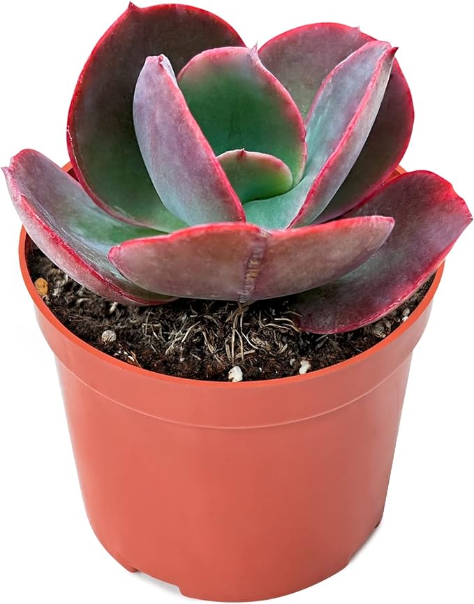 Sprout N Green Echeveria Big Red, Live Succulent Plant Fully Rooted in 4" Pots with Soil Mix, Real Houseplant for Indoor Outdoor Home Office Wedding Decoration Party Favor